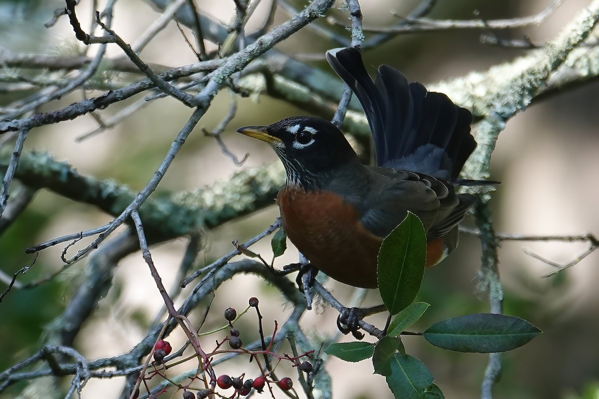 American Robin - ML646697113