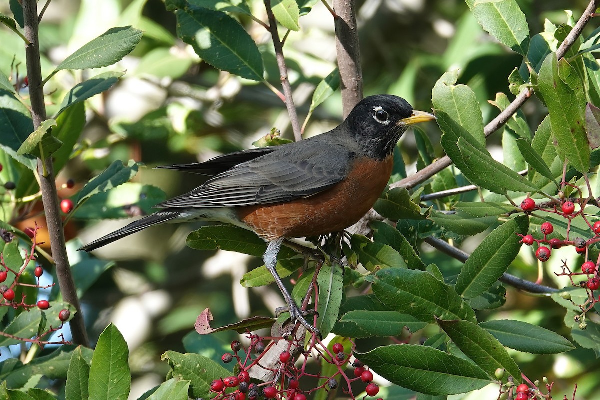 American Robin - ML646697114