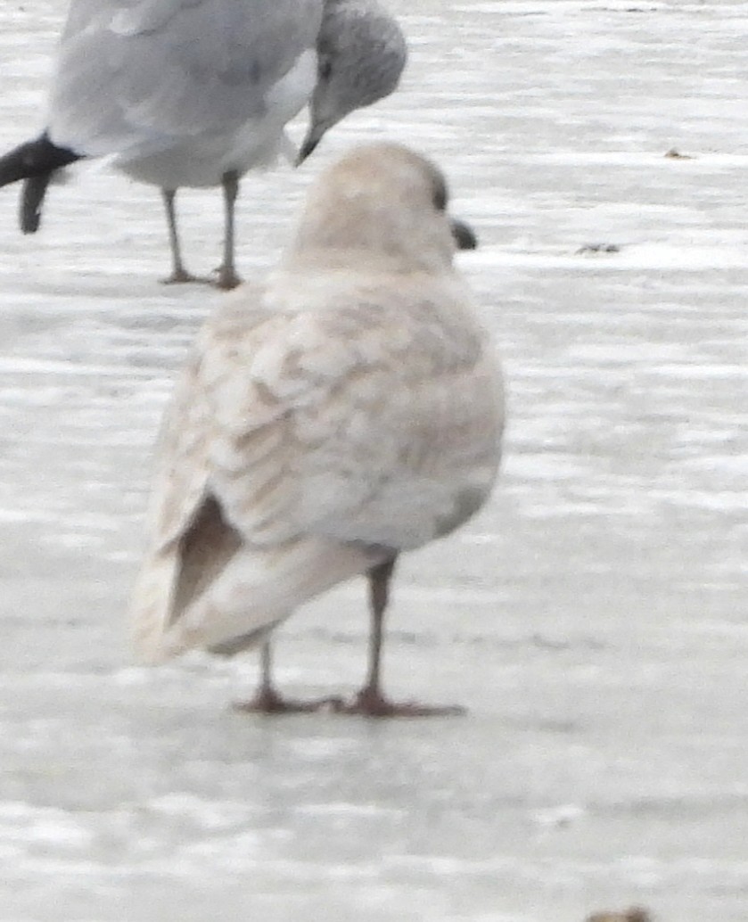 Iceland Gull - ML646697117