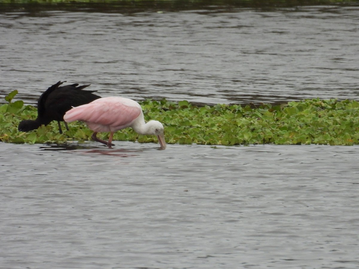 Roseate Spoonbill - ML646697119