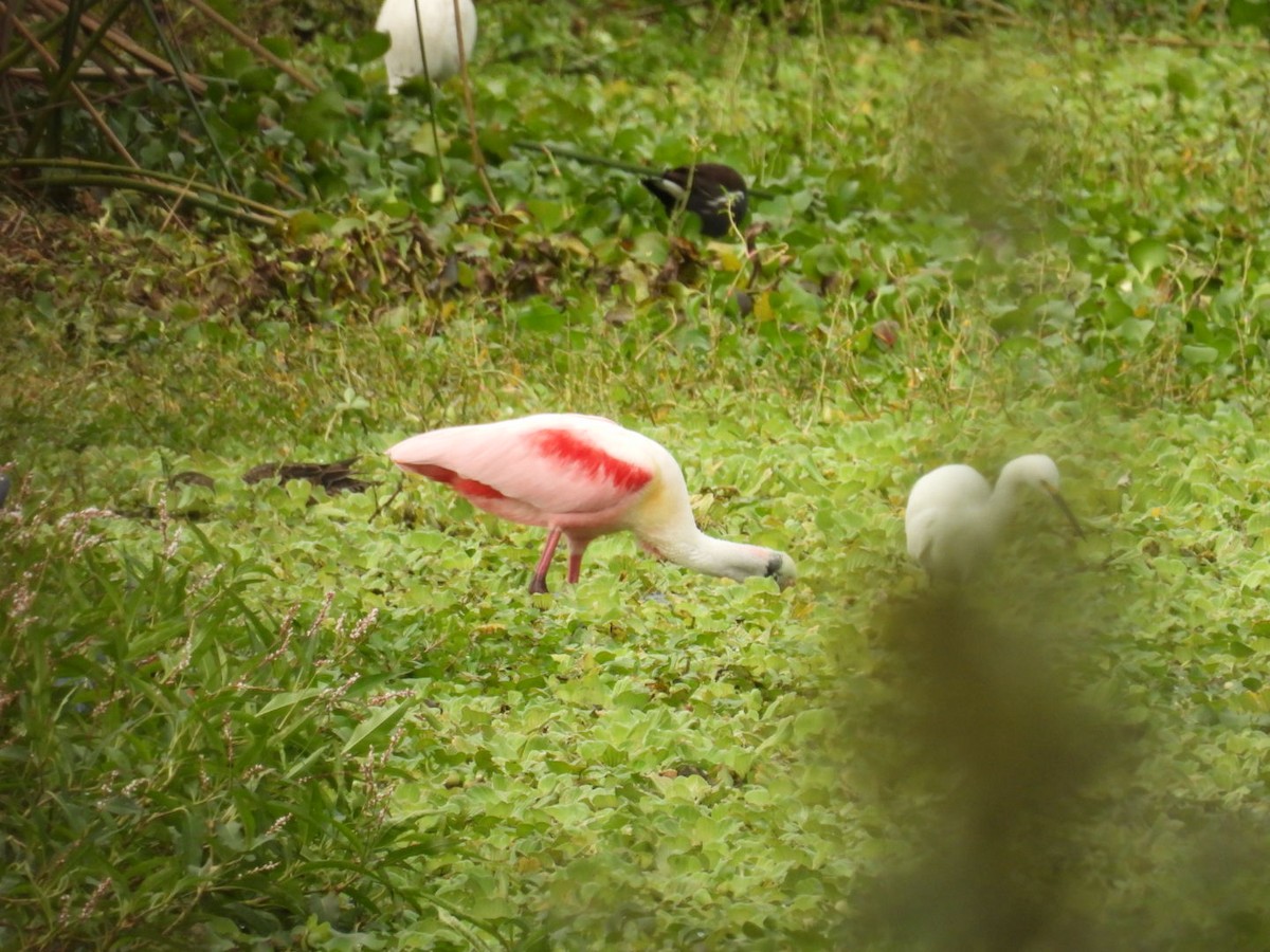 Roseate Spoonbill - ML646697121
