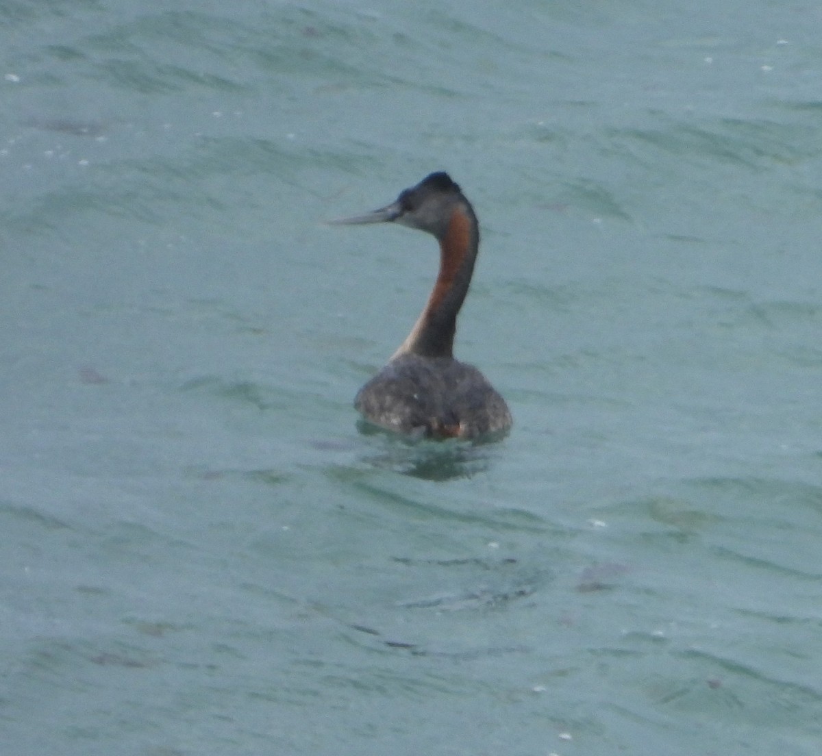 potápka velká - ML646697122