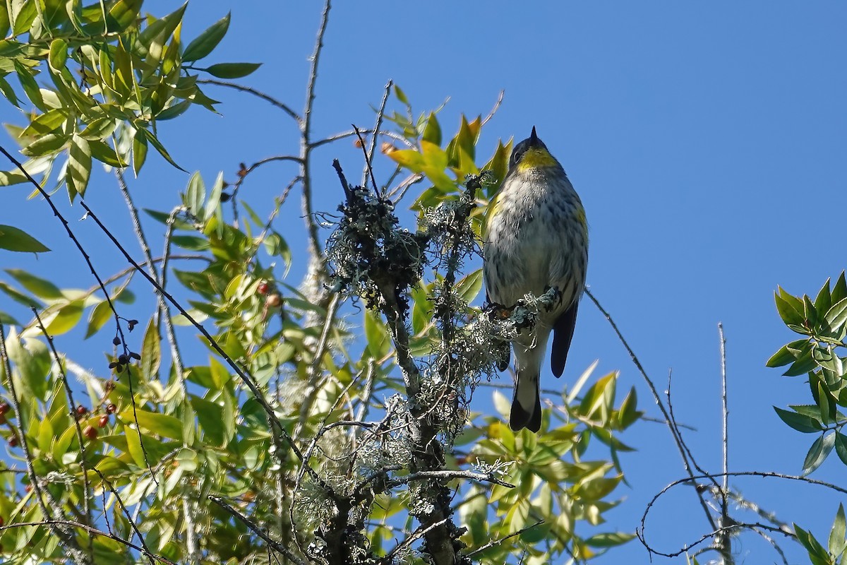 Yellow-rumped Warbler - ML646697124
