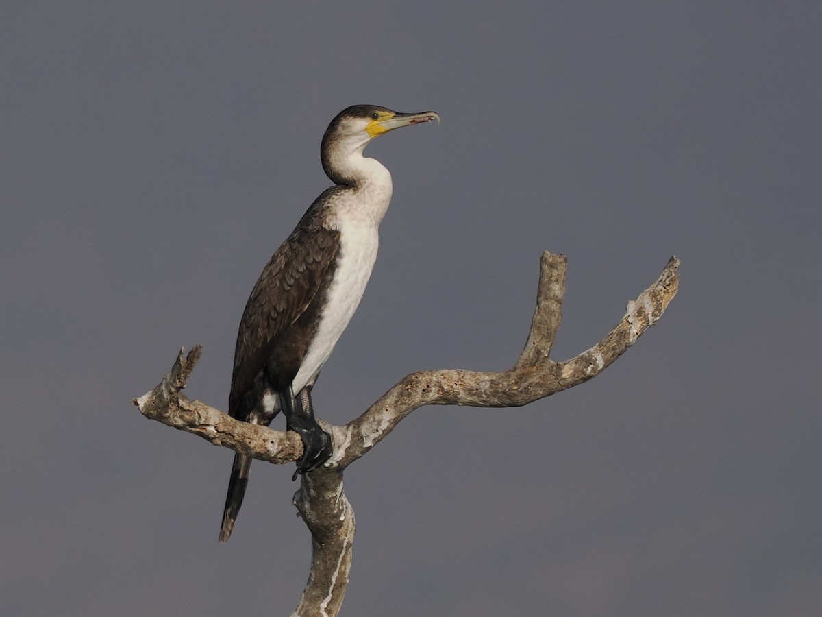 Тураг гогой - ML646697125