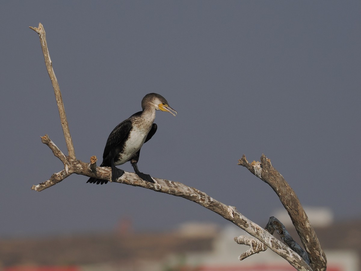 Тураг гогой - ML646697127