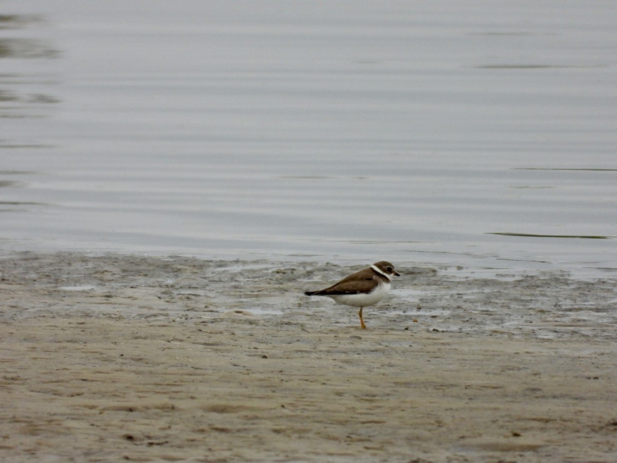 Semipalmated Plover - ML646697129