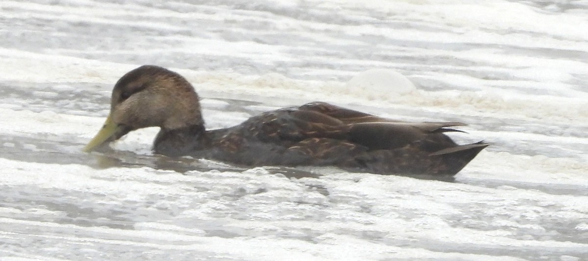 rødfotand - ML646697130