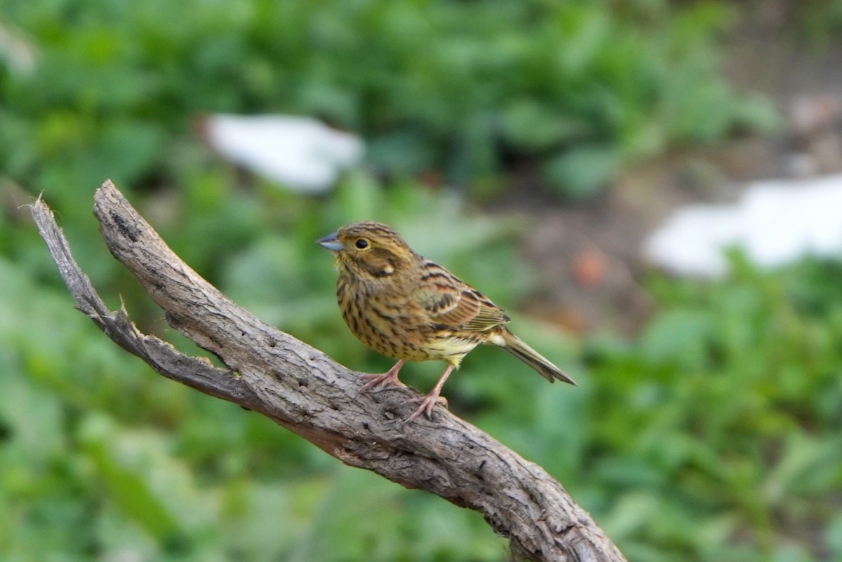 Escribano Soteño - ML646697131