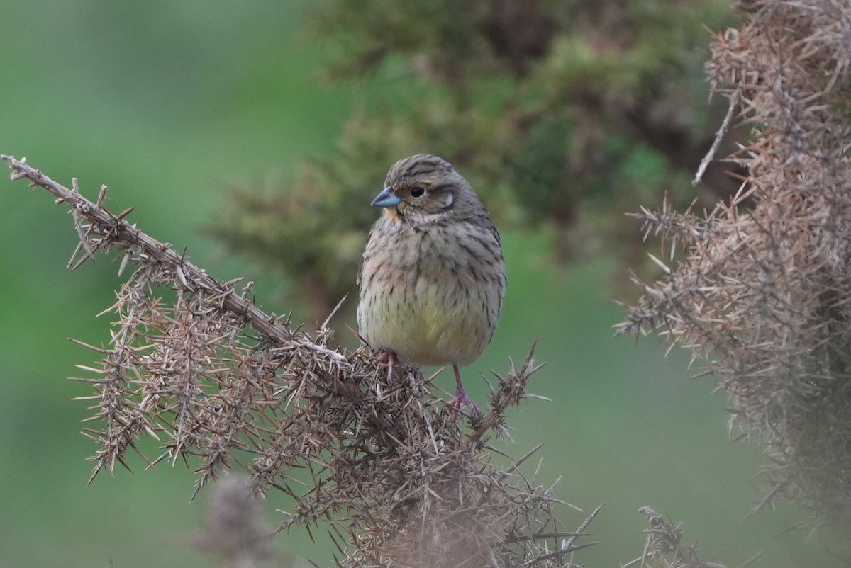 Escribano Soteño - ML646697132