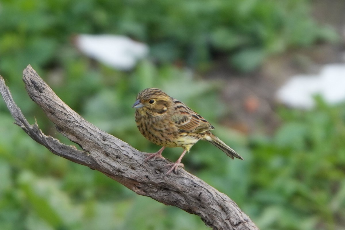 Escribano Soteño - ML646697133