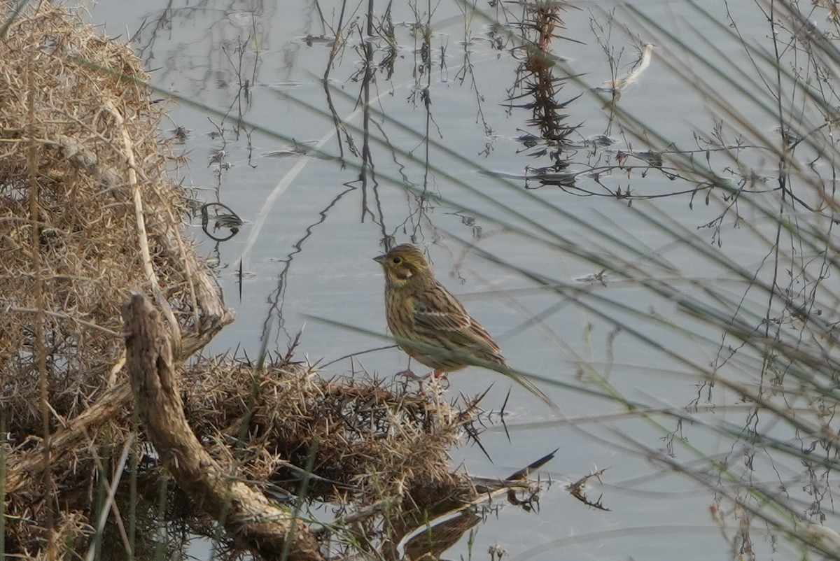 Escribano Soteño - ML646697134