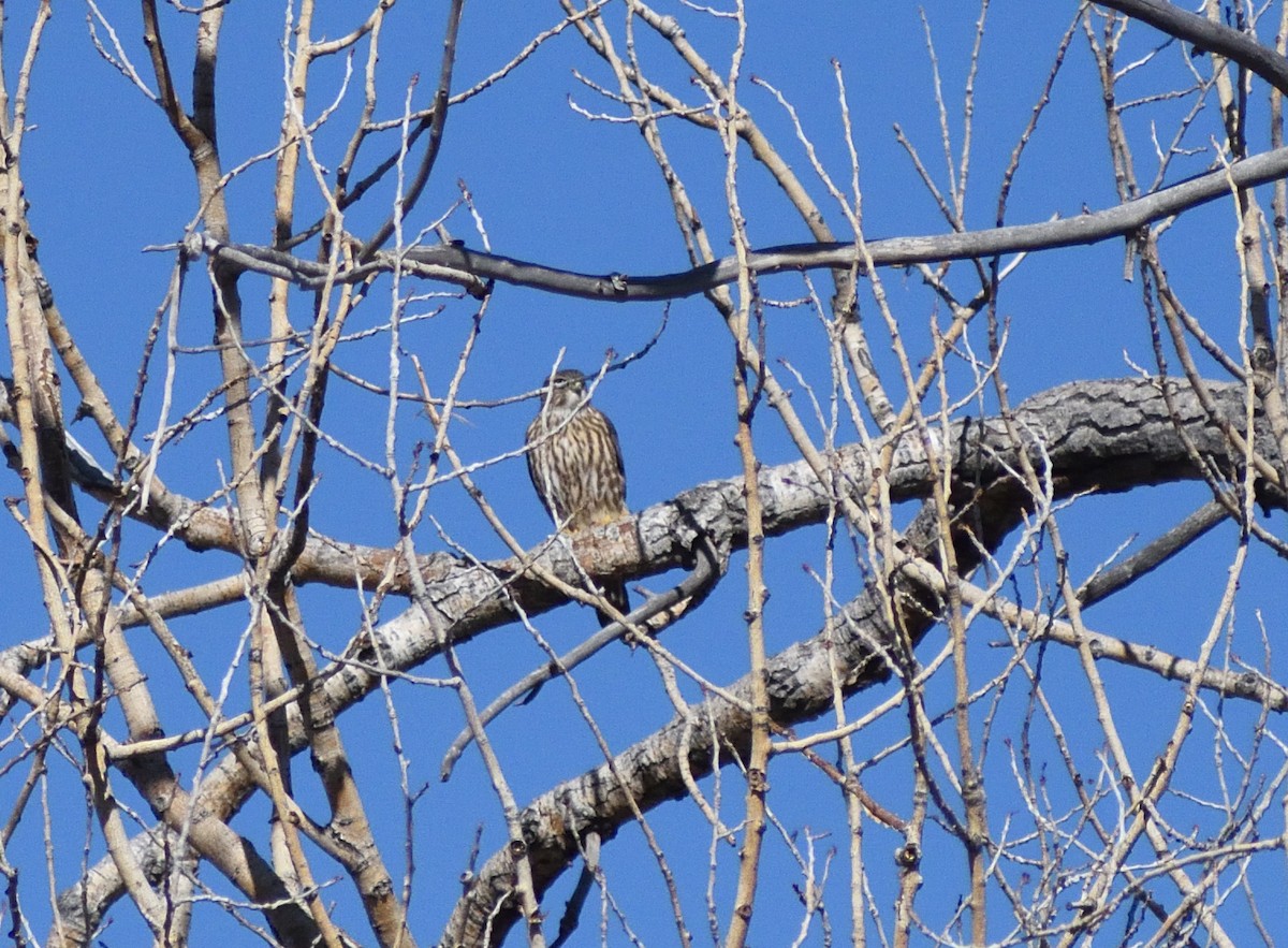 Merlin - ML646697135