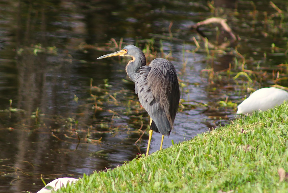 volavka tříbarvá - ML646697136