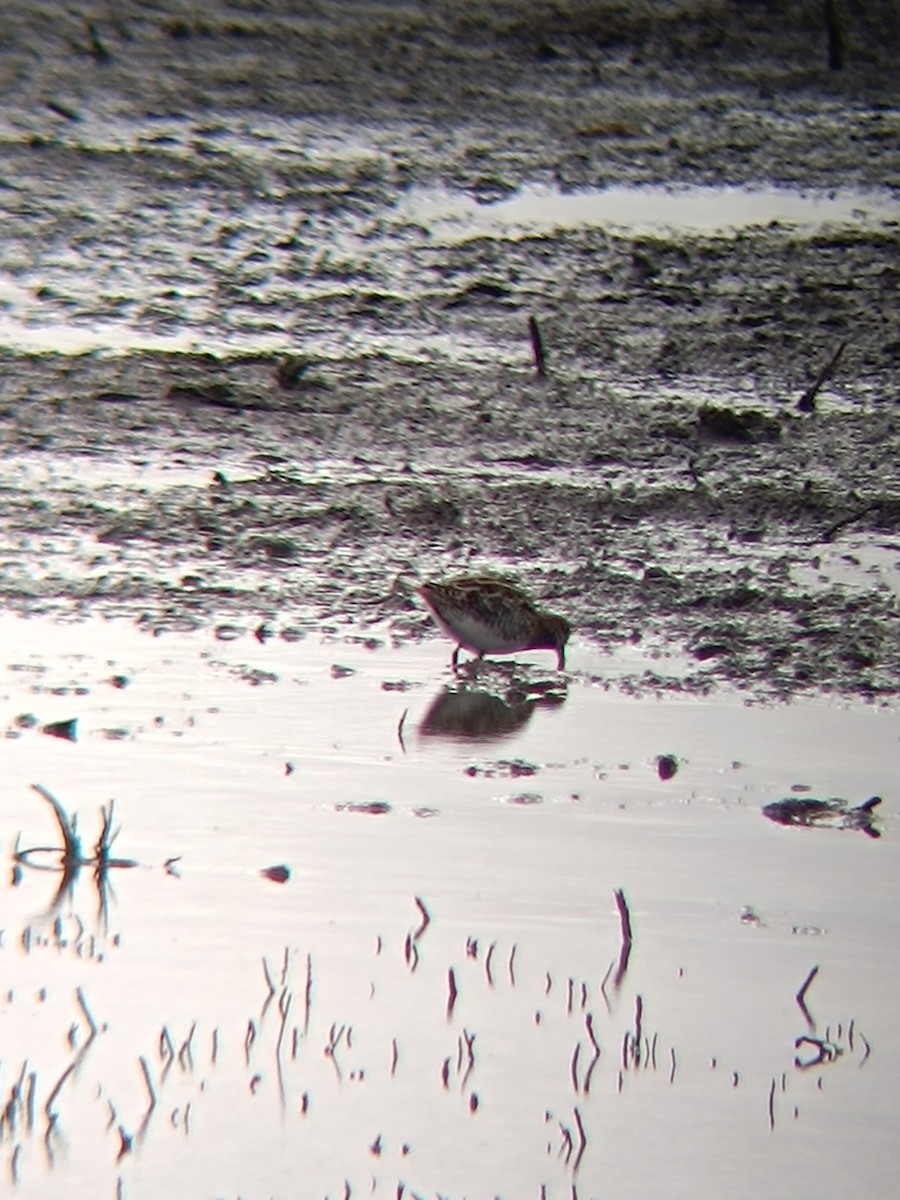 Common Snipe - ML646697137