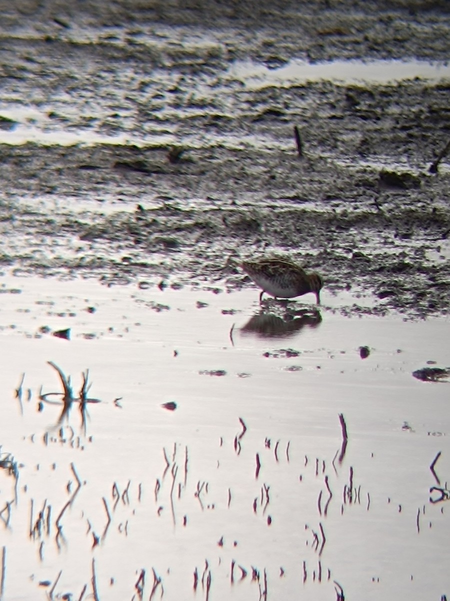 Common Snipe - ML646697138