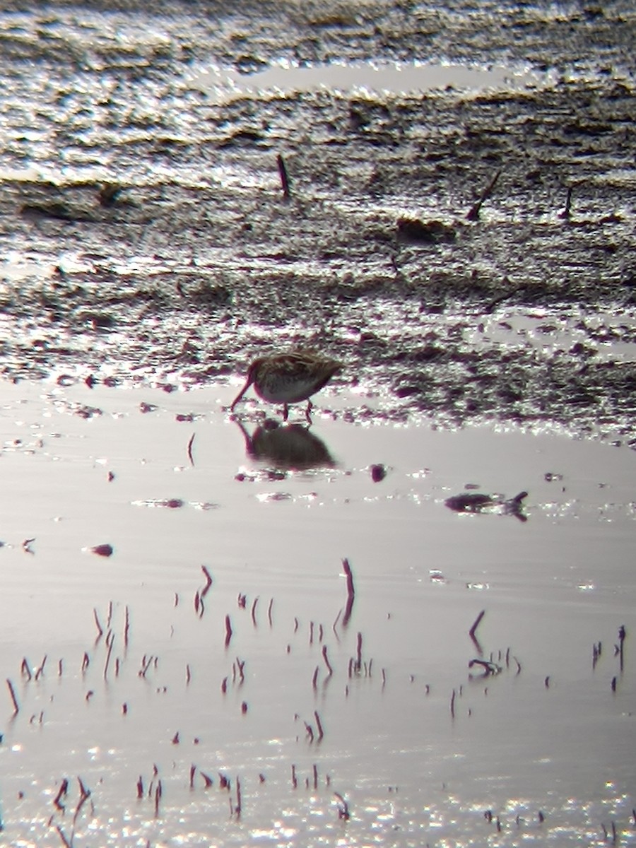 Common Snipe - ML646697139