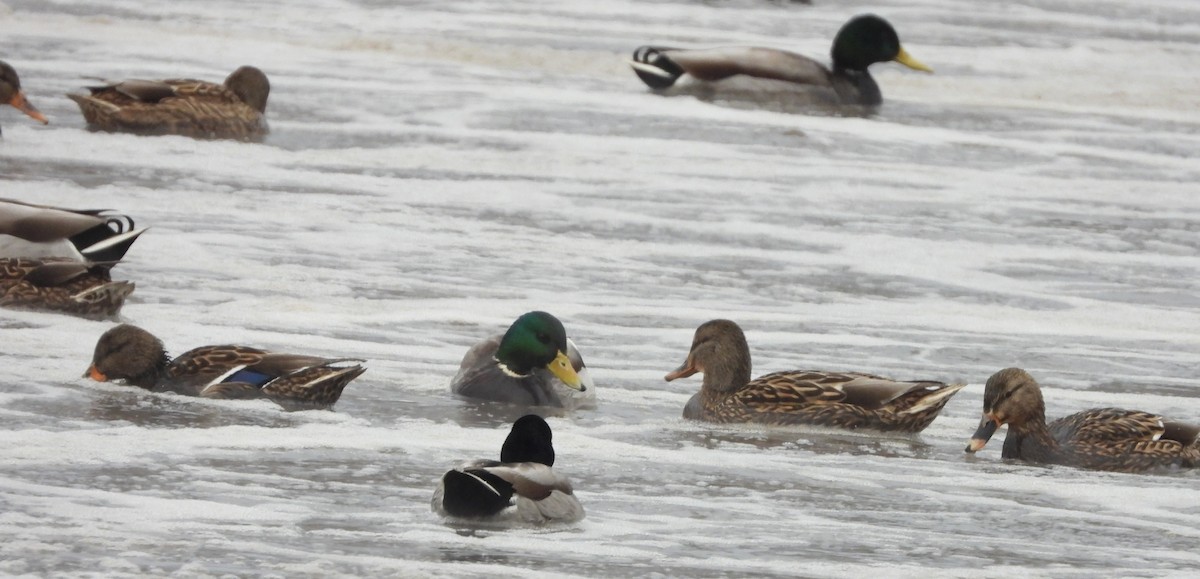 綠頭鴨 - ML646697142