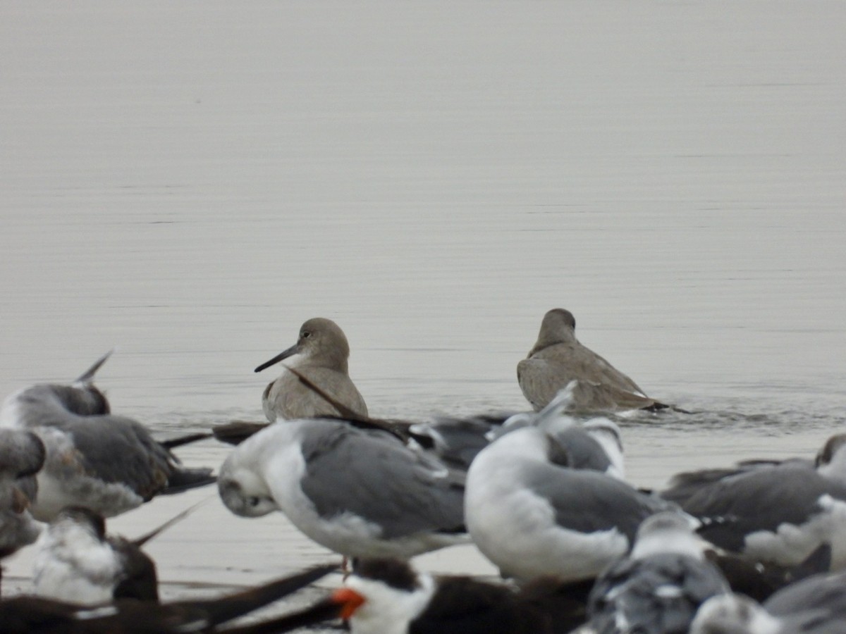 Schlammtreter - ML646697146