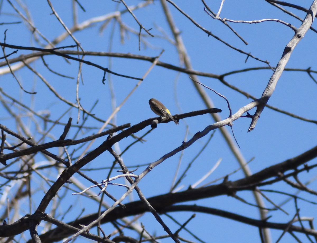 Yellow-rumped Warbler - ML646697147