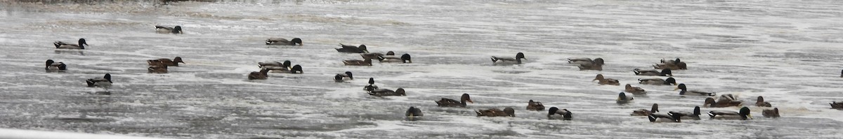 綠頭鴨 - ML646697153