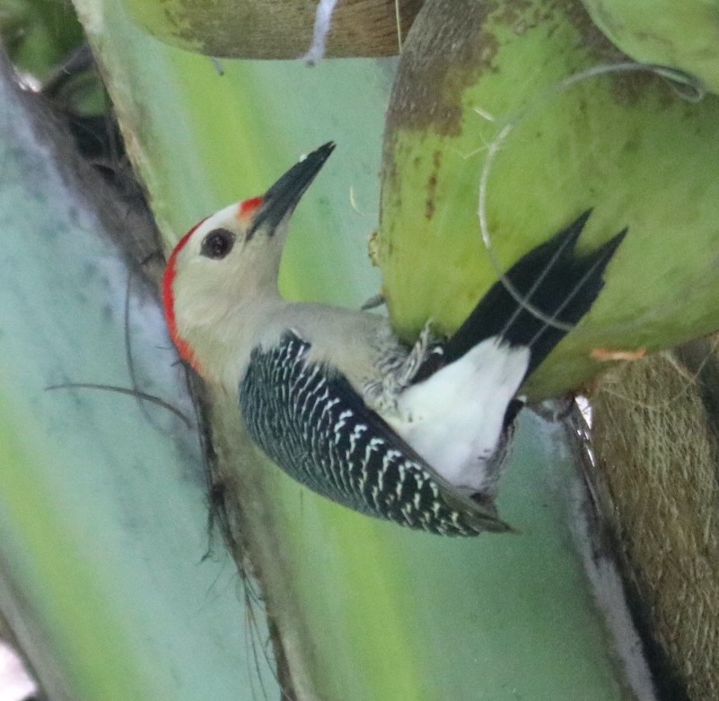Golden-fronted Woodpecker - ML646697157