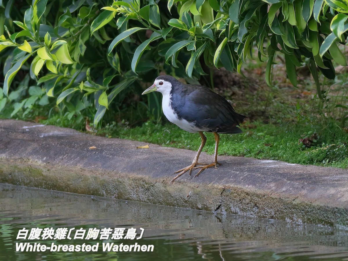 סופית לבנת-חזה - ML646697158