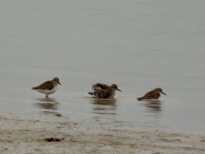 Least Sandpiper - ML646697159