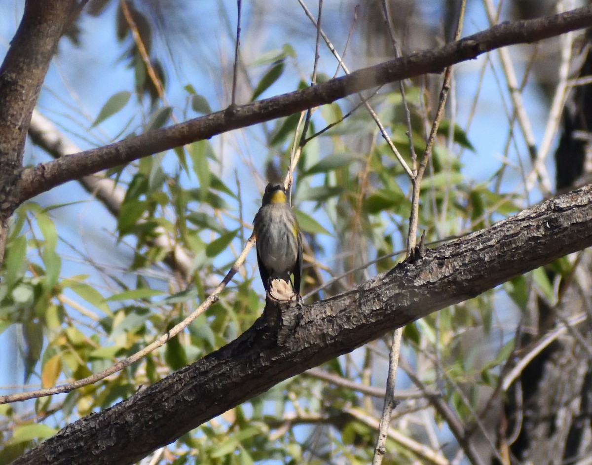 Yellow-rumped Warbler (Audubon's) - ML646697164