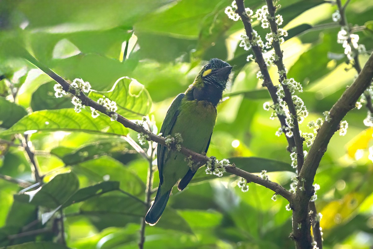 Yellow-eared Barbet - ML646697166