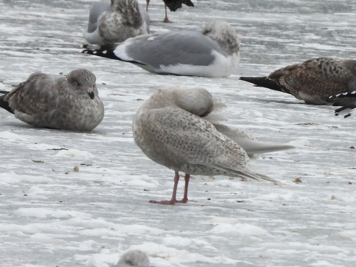 Iceland Gull - ML646697167