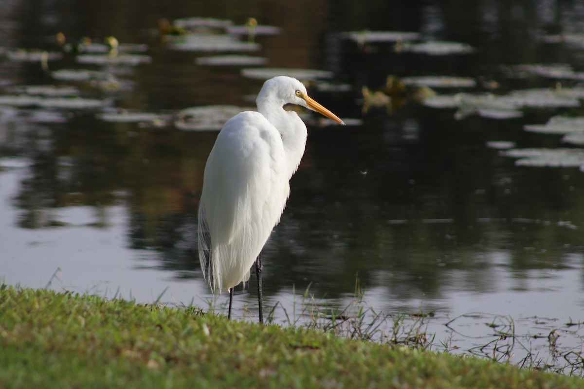 volavka bílá - ML646697173