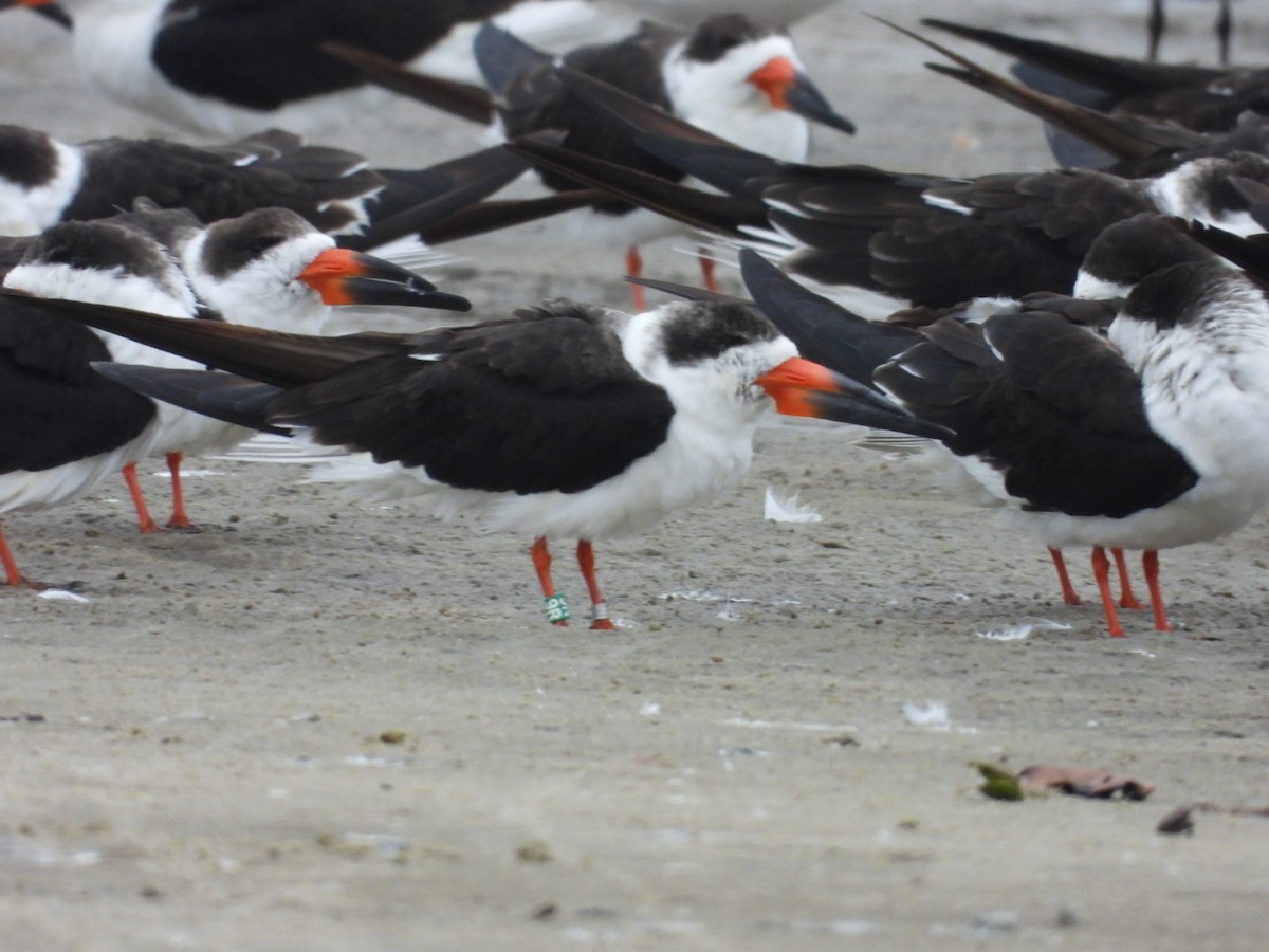 Black Skimmer - ML646697175