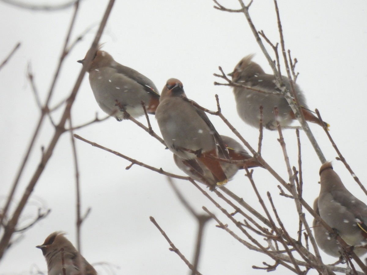 Bohemian Waxwing - ML646697177