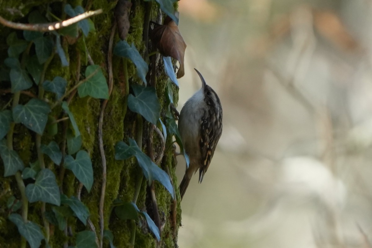 Agateador Europeo - ML646697178