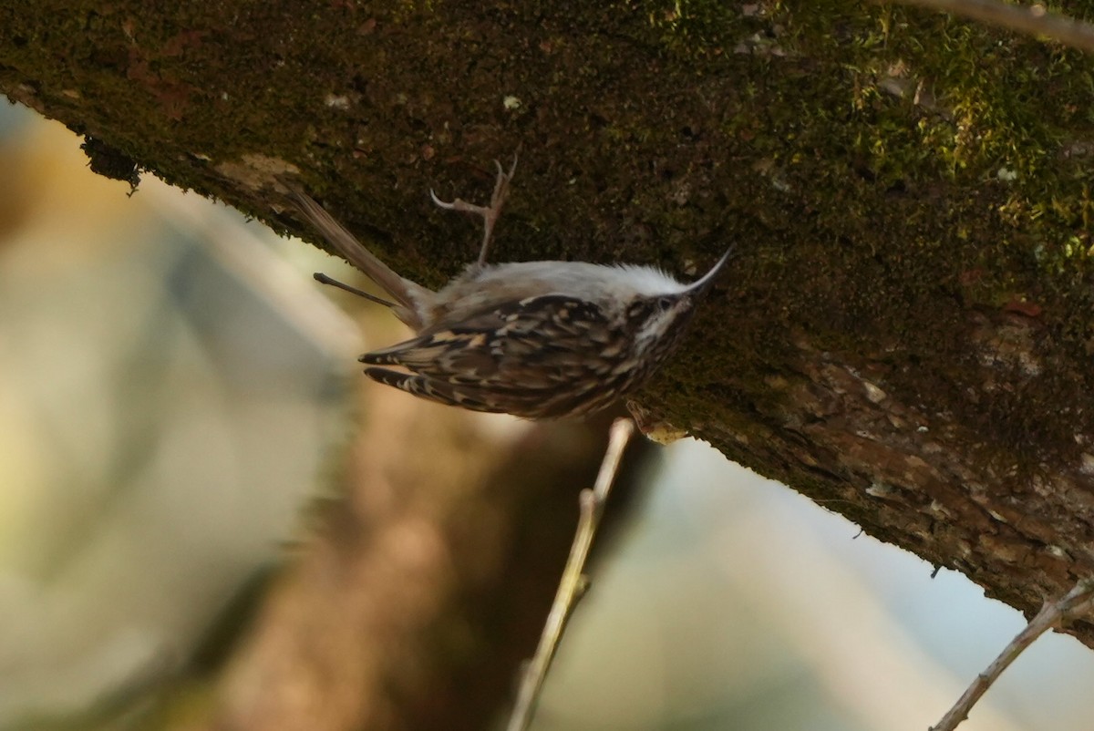 Agateador Europeo - ML646697179