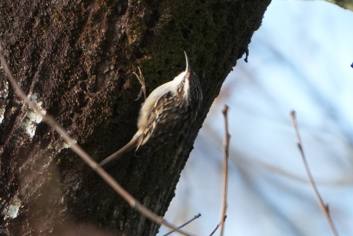 Agateador Europeo - ML646697180