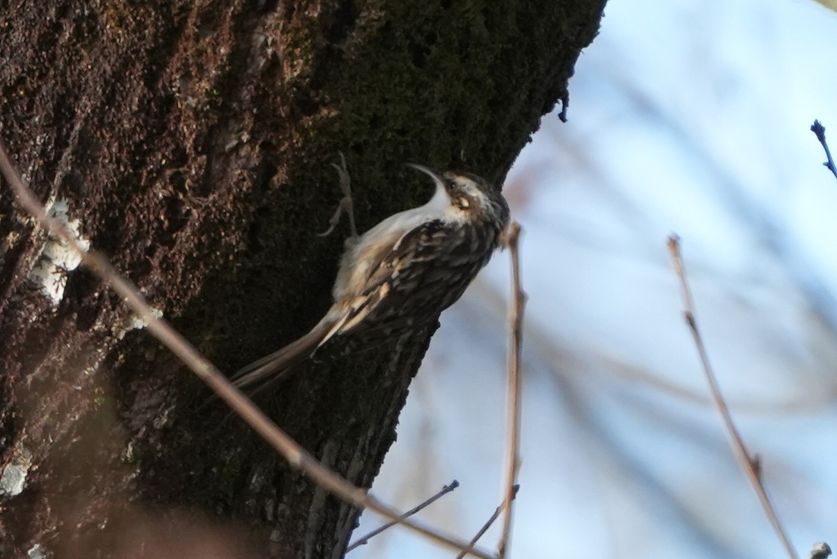 Agateador Europeo - ML646697181