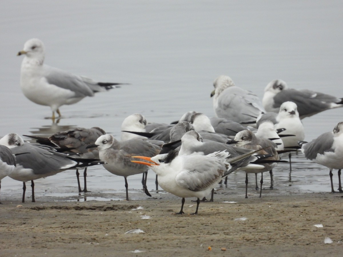 Royal Tern - ML646697183