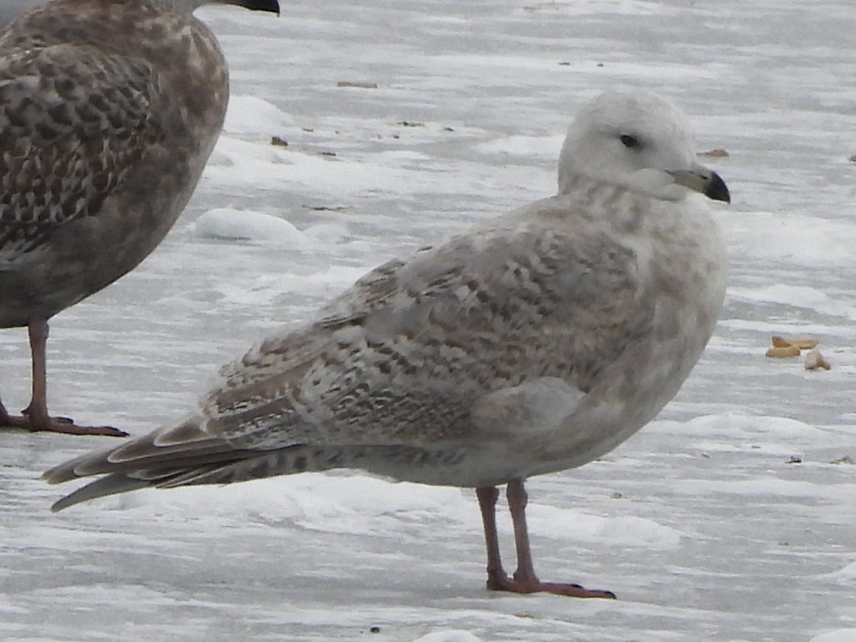 Iceland Gull - ML646697184