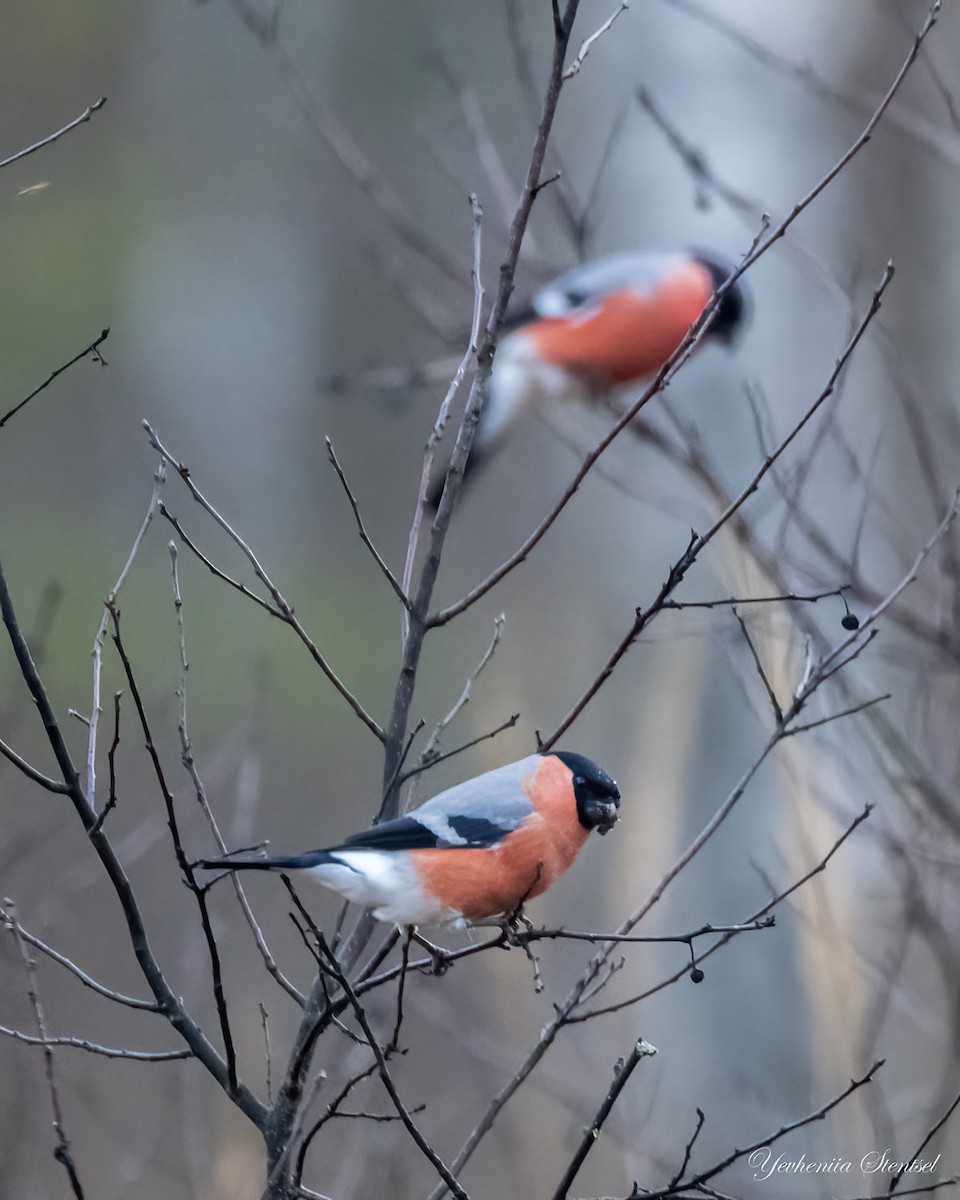 Eurasian Bullfinch - ML646697185