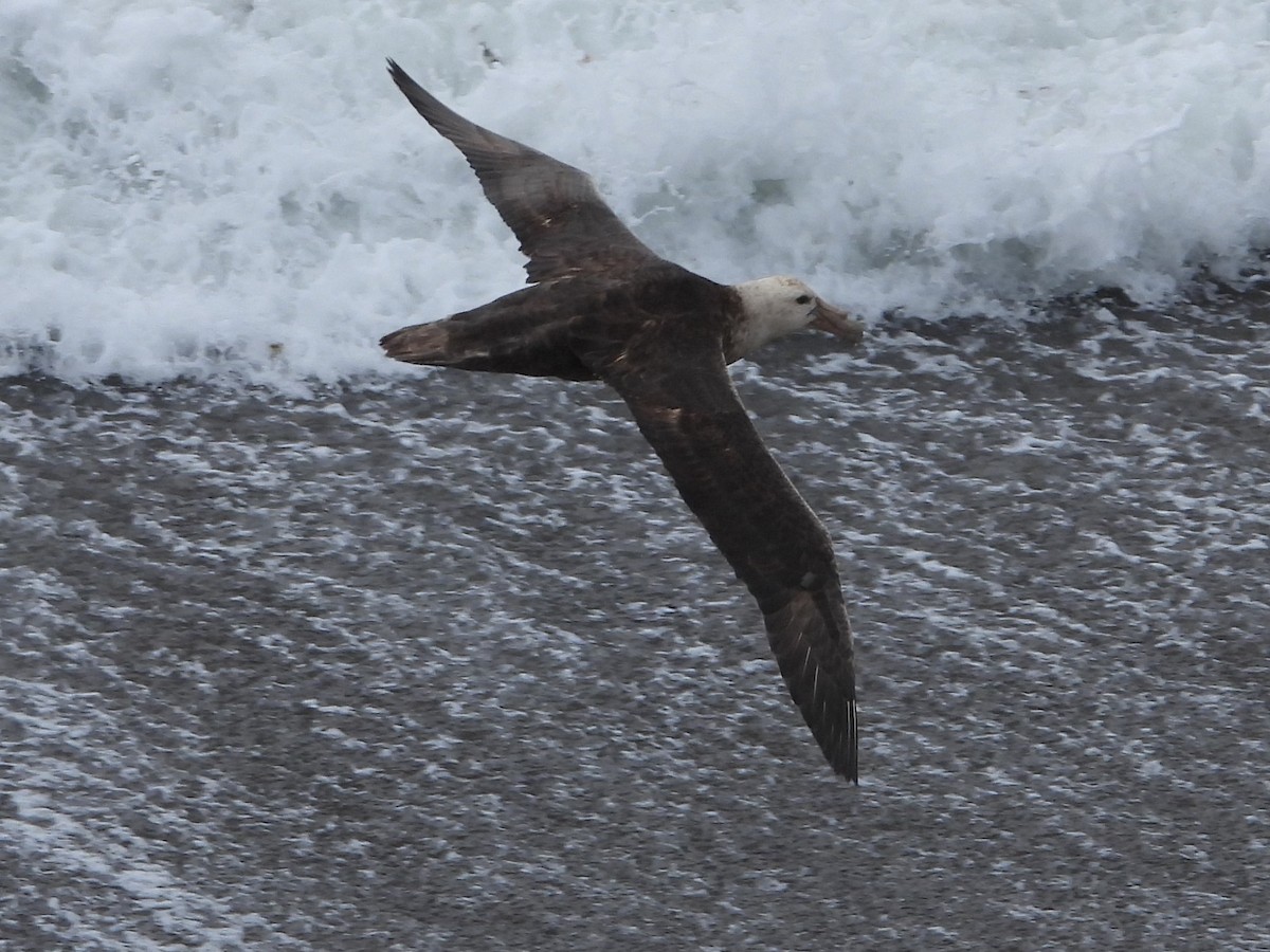 סערון-ענק דרומי - ML646697186