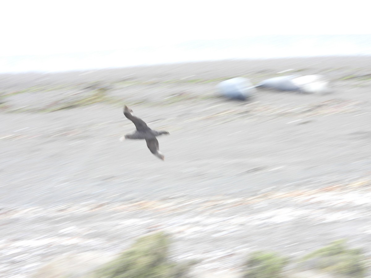 סערון-ענק דרומי - ML646697187