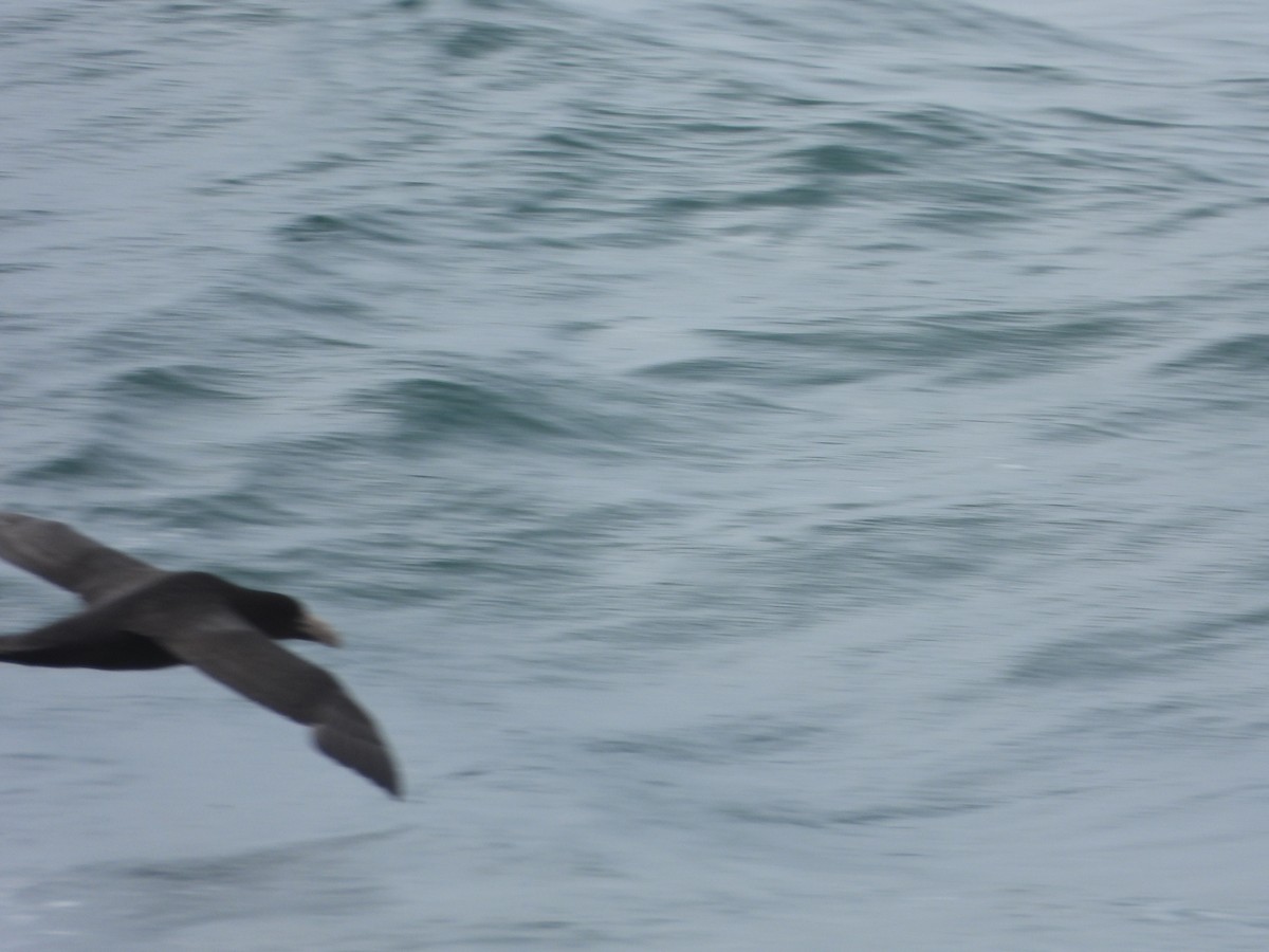 סערון-ענק דרומי - ML646697188