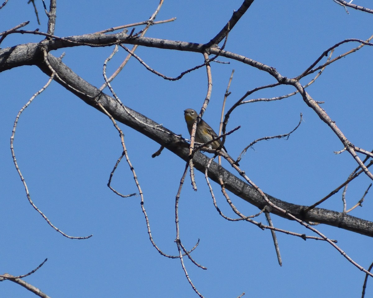 Yellow-rumped Warbler (Audubon's) - ML646697193