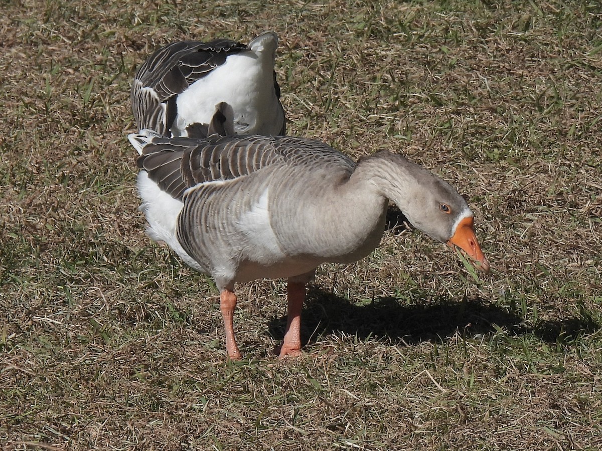 マガン属（家畜） - ML646697196