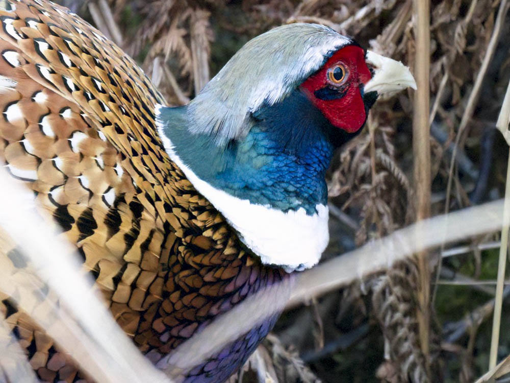 Зэрлэг гургуул - ML646697198