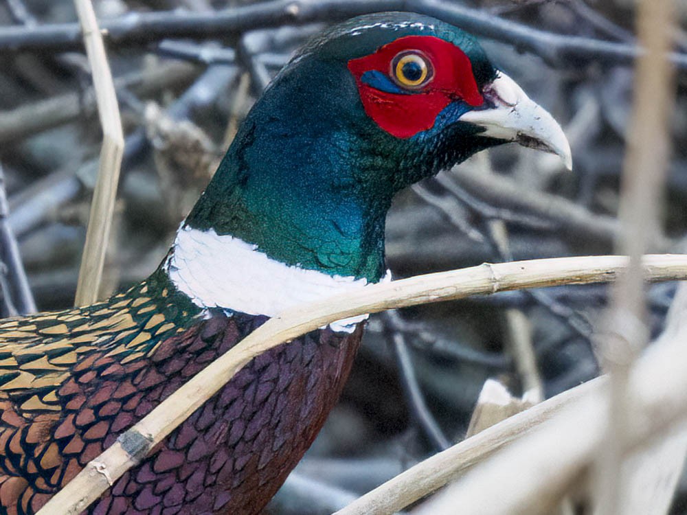 Зэрлэг гургуул - ML646697199