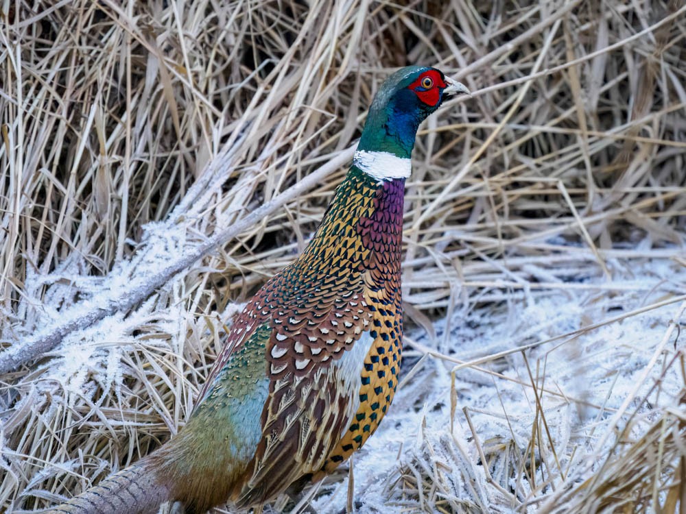 Зэрлэг гургуул - ML646697200