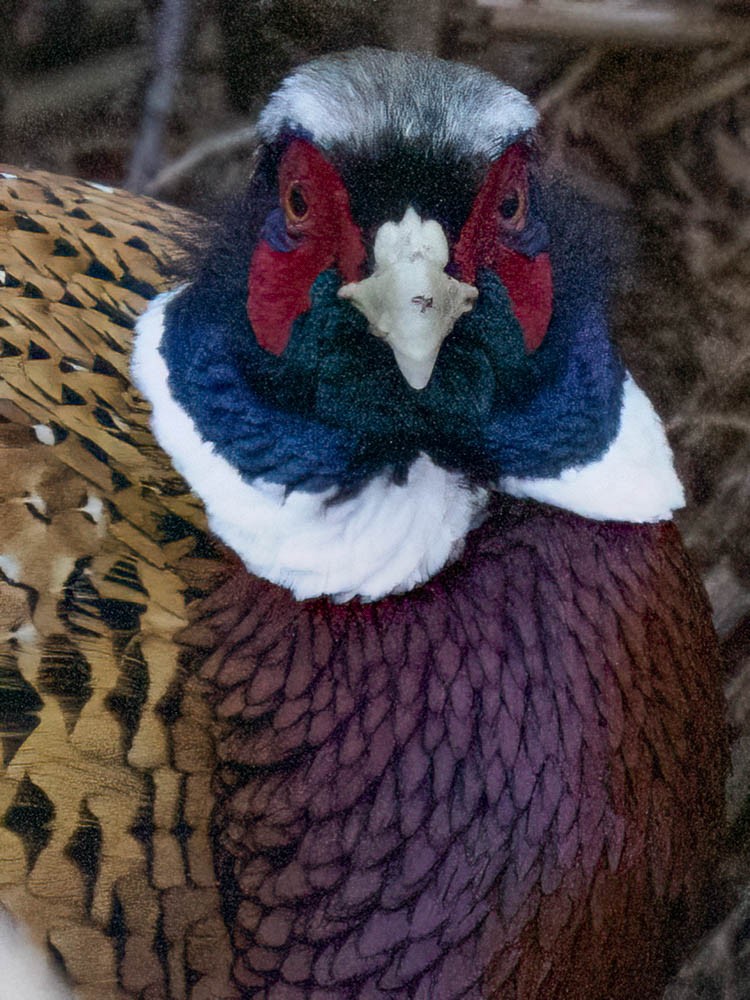 Зэрлэг гургуул - ML646697201