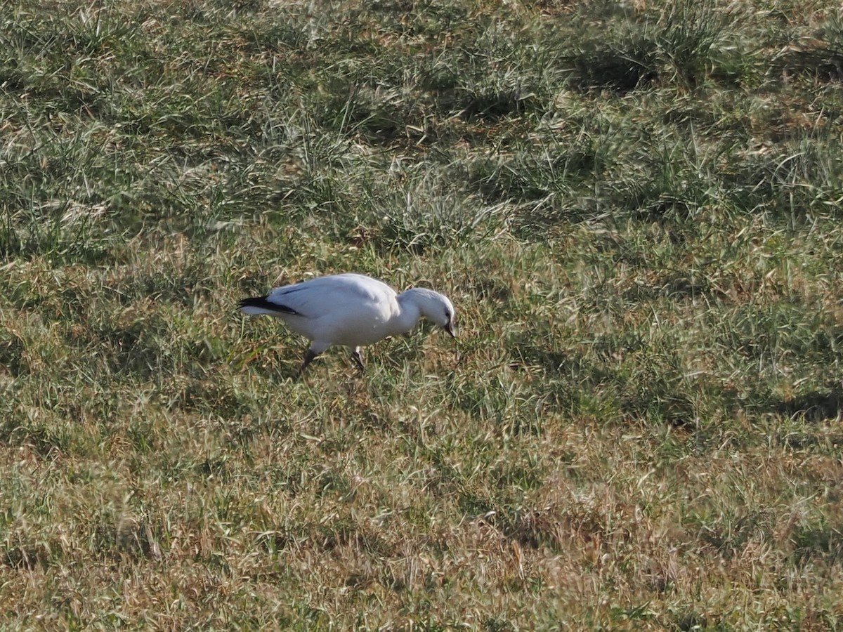 Ross's Goose - ML646697202